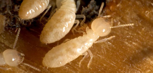 Termites Termites which eat wooden utility poles